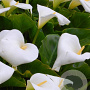 Zantedeschia aethiopica GM P9 leverbaar