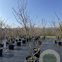Amelanchier lamarckii 250-300 cm 50L meerstammig