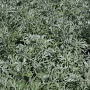 Artemisia absinth 'Lambrook Silver' GM P9