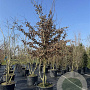 Carpinus betulus 400-425 cm cont. 130L meerstammig