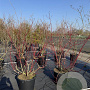 Cornus alba 'Sibirica' 125-150 cm 50L