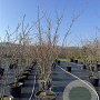 Cornus k. 'Milky Way' 250-275 cm cont. 80L