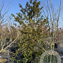 Ilex meserv. Blue Maid 200-250 cm cont. 130L