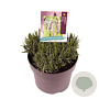 Lavandula int. Phenomenal GM C5