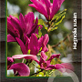 Magnolia 'Susan' 100-125 cm 30L