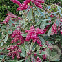 Pieris jap. Ralto Rose 50-55 cm 13L