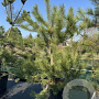 Pinus nigra nigra 225-250 cm cont. 160L