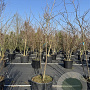 Ptelea trifoliata 300-350 cm cont. 130L meerstammig