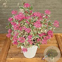 Hydrangea s. Euphoria Pink GM C5