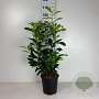 Prunus lusitanica 'Brenelia' 60-80 cm cont. 65L