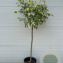 Acer negundo 'Flamingo' halfstam container