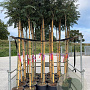 Albizia julibr. Ombrella 8-10 HO container