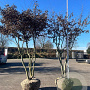 Carpinus betulus 275-300 cm draadkluit dakvorm meerstammig Solitair