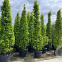 Carpinus bet. 'Fastigiata' 300-350 cm cont. 70L solitair