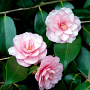 Camellia 'Spring Festival' halfstam container