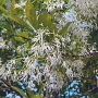 Chionanthus retusus 400-450 cm cont. 375L meerstammig extra