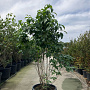Cornus florida 150-175 cm 45L