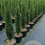 Cupressus sempervirens 'Blue Sky' 100-120 cm 9L