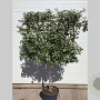 Elaeagnus ebb. 'Compacta' 100-150 cm container lage leivorm