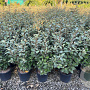 Elaeagnus ebb. 'Compacta' 70-90 cm 9L