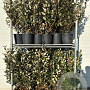 Elaeagnus ebb. 'Compacta' 80-100 cm 9L