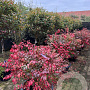 Euonymus alat. 'Compactus' 80-120 cm container schotel meerstammig