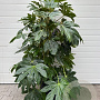 Fatsia japonica 125-150 cm 45L