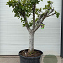Ficus carica halfstam container solitair