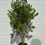 Heptacodium miconioides 200-250 cm cont. 80L