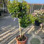 Ligustrum j. 'Texanum' 100-120 cm container pompon