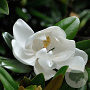 Magnolia grand. 'Purpan' 70-90 cm 15L