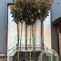 Magnolia grandiflora 12-14 HO container