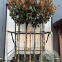 Magnolia grandiflora 14-16 HO container 125 cm stam LEIVORM