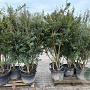 Osmanthus burkwoodii 150-200 cm container