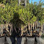 Osmanthus burkwoodii 80-120 cm container meerstammig