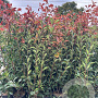 Photinia fraseri 'Red Robin' 100-120 cm 9L