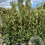 Photinia fraseri 'Red Robin' 140-160 cm 25L