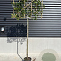 Photinia fraseri 'Red Robin' 6-8 HO container 180 cm stam lei geschikt