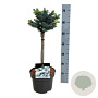 Picea pungens 'Glauca Globosa' 40 cm stam 4,5L