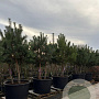 Pinus sylvestris 200-300 cm cont. 450L meerstammig