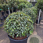 Prunus l. 'Angustifolia' 90-100 cm cont. 160L bol