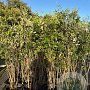 Quercus ilex 125-150 cm 15L meerstammig