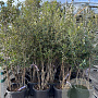 Quercus ilex 125-150 cm 25L meerstammig