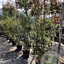 Quercus ilex 150-175 cm 30L