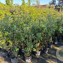 Quercus ilex 80-100 cm 9L