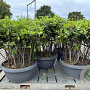 Quercus ilex 80-100 cm schaal 90L meerstammig