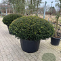 Taxus b. 'Renke's Kleiner Grüner' 150-160 cm cont. 290L platte bol