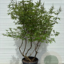 Vitex agnus-castus Delta Blues 175-200 cm cont. 70L meerstammig
