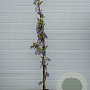 Wisteria sinensis 300 cm 20L
