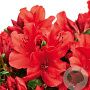 Rhododendron 'Sandy's Fire' 50-60 cm 20L